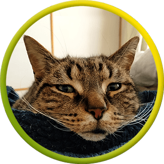 Co-branding with Tango The Cat